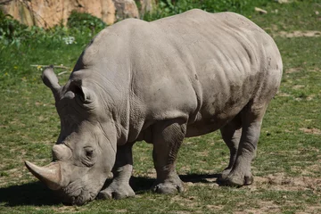 Foto op Plexiglas Southern white rhinoceros (Ceratotherium simum). © Vladimir Wrangel