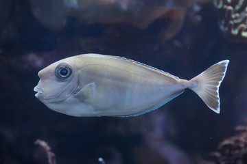 Bluespine unicornfish (Naso unicornis)