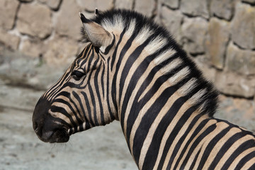 Fototapeta na wymiar Burchell's zebra (Equus quagga burchellii)
