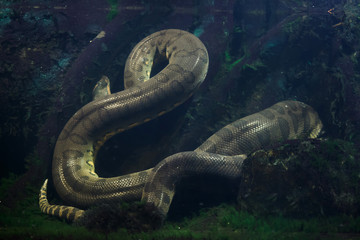 Green anaconda (Eunectes murinus).