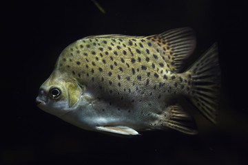 Green scat (Scatophagus argus)