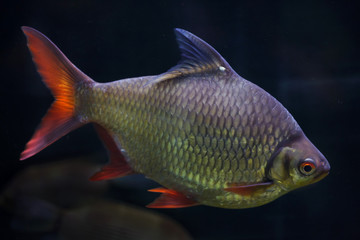 Tinfoil barb (Barbonymus schwanenfeldii).