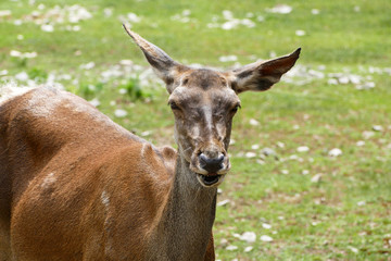 Roe deer in a zoo. Female deer. Capreolus capreolus.