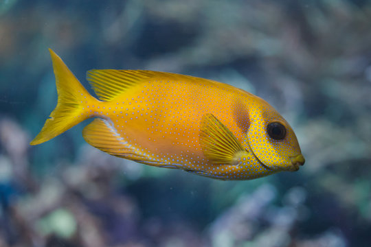 Blue-spotted spinefoot (Siganus corallinus)