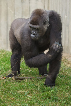 Western lowland gorilla.
