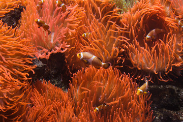Naklejka na ściany i meble Ocellaris clownfish (Amphiprion ocellaris)
