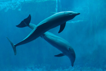 Obraz na płótnie Canvas Common bottlenose dolphins (Tursiops truncatus).