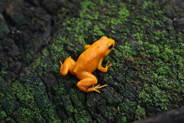 Golden mantella (Mantella aurantiaca).