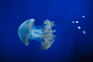 White-spotted jellyfish (Phyllorhiza punctata) © Vladimir Wrangel