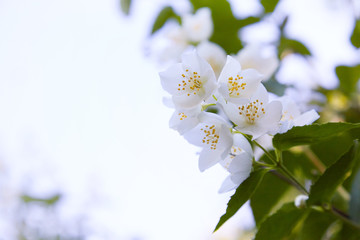 Obraz na płótnie Canvas Jasmine flowers blossoming on bush in a sunny day in the garden