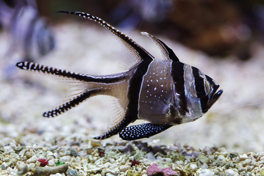 Banggai cardinalfish (Pterapogon kauderni).