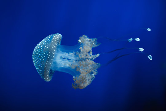 White-spotted jellyfish (Phyllorhiza punctata)
