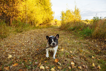 Fototapeta premium outdoor, portrait, canine, park, fall, dog, autumn, bulldog, pet, breed, yellow leaves, autumnal, pedigree, funny, playful, mammal, young, adorable, french, friend, domestic, walk, pony, unicorn, swee