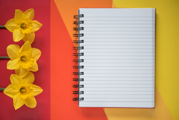 Empty Opened Notebook with Yellow Daffodils on Background. Top view Flat Lay