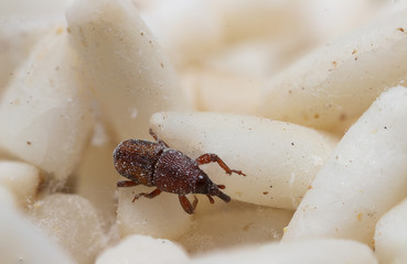 White Rice, destroyed by Red flour beetle, science names 