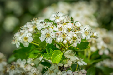 plum blossom branch in the season garden