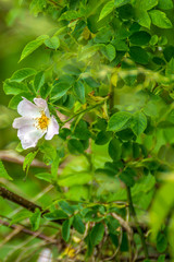 rose blossom branch in the season garden