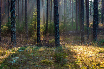 Fototapeta premium natural sun light rays shining through tree branches in summer morning