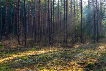 Obraz premium natural sun light rays shining through tree branches in summer morning