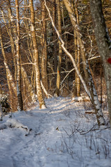 Fototapeta na wymiar sun rising in heavy snow covered forest