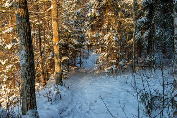 Obraz premium sun rising in heavy snow covered forest