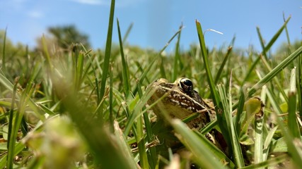 Journey of the Toad