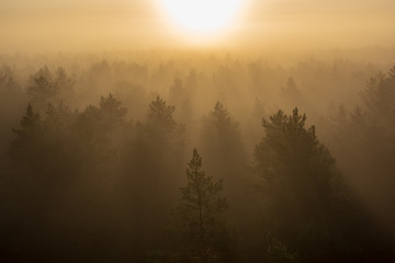 Obraz na płótnie Canvas sun rising in mist covered forest