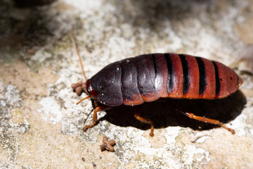 Beetle