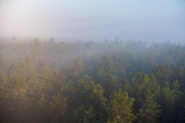 sun rising in mist covered forest