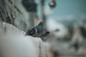 sitting doves