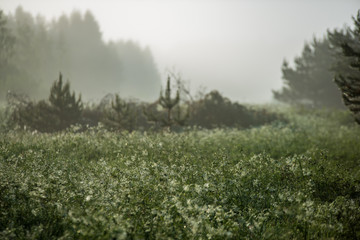 sun rising in mist covered forest