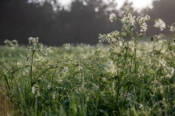 misty morning in meadow