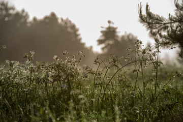 misty morning in meadow