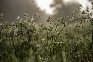 misty morning in meadow
