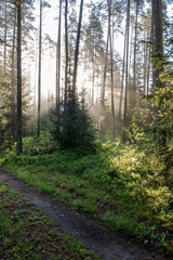Fototapeta na wymiar natural sun light rays shining through tree branches in summer morning