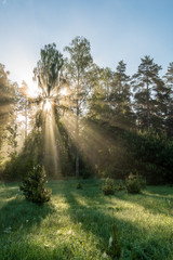 natural sun light rays shining through tree branches in summer morning