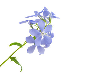 periwinkle flower isolated