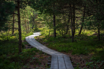 Obraz premium wavy wooden foothpath in swamp forest tourist trail