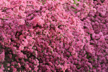Pink sakura flowers on spring cherrys twigs. Springtime nature background