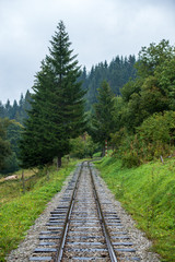 Fototapeta na wymiar wavy log railway tracks in wet green forest with fresh meadows