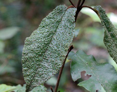 Deseased Leaf