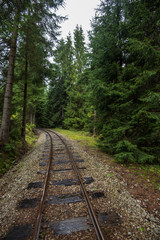 Obraz premium wavy log railway tracks in wet green forest with fresh meadows