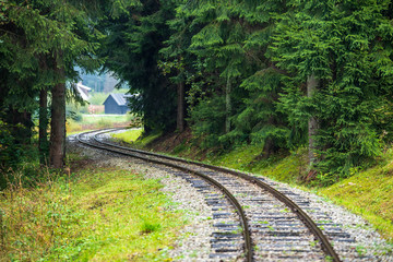 Obraz premium wavy log railway tracks in wet green forest with fresh meadows