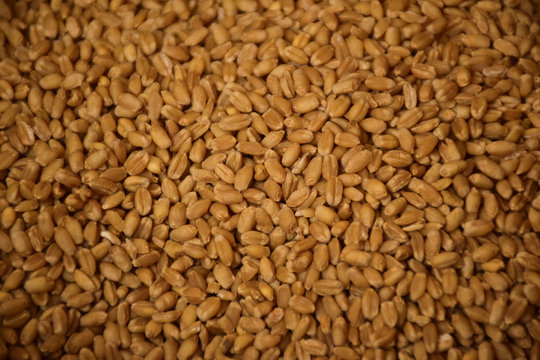 Brown Wheat seeds background