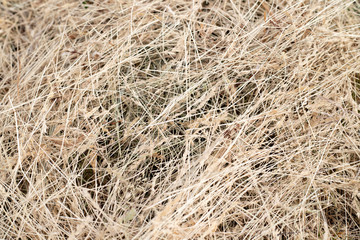 Mown dry grass, sent over the surface. Hay lying on the ground.