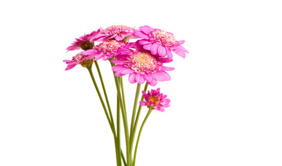 pink daisy isolated