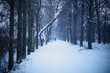 forest in winter