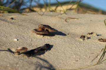 Beach Fungi