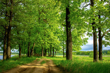 Fototapeta na wymiar Beautiful landscape with road in summer oak forest.