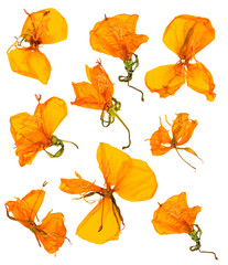 Eschscholzia californica cup gold dry flowers in bloom, orange pressed petals. Flat yellow nasturtium macro curved shape isolated on white background, top view